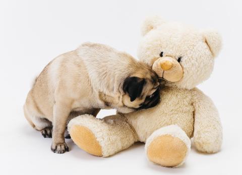 lindo-pug-olfateando-gran-oso-peluche-leonado