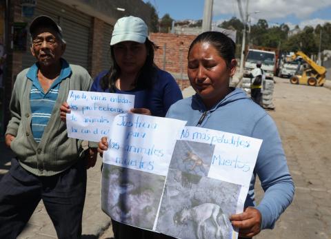 Perros envenenados - Jardínes de El Inca - Quito