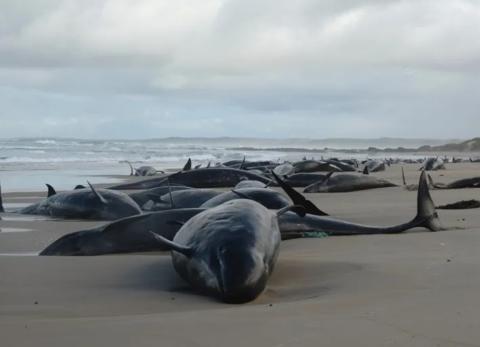 BALLENAS VARADAS