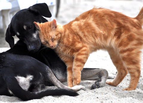 ¿Veterinaria gratuita en Guayaquil? Lleva a tus mascotas en abril.