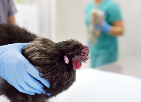 Se reporta la primera persona en morir por la gripe aviar.