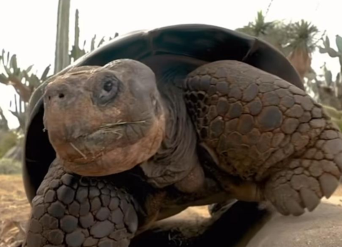 La tortuga de Galápagos Gramma