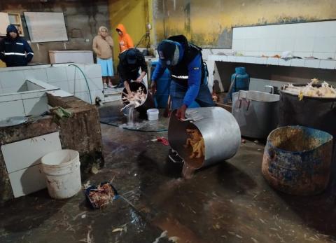 Camal clandestino - chanchos - faenamiento - pollos