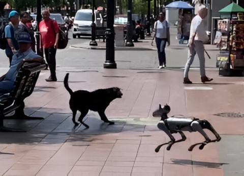 Curioso encuentro entre un perro un robot canino en Guayaquil.