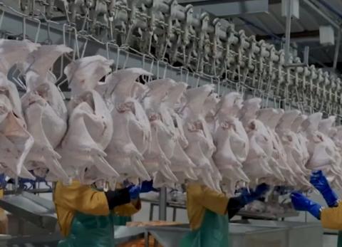 Avicultura enfrenta sobreoferta