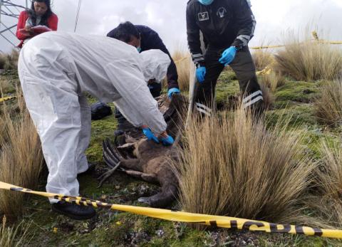 Cóndor juvenil fue hallado muerte en el parque Antisana.