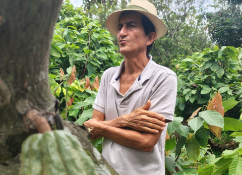 Cacao en Manabí.