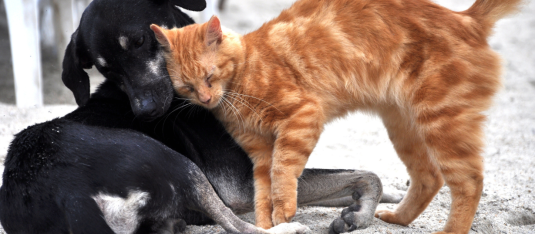 ¿Veterinaria gratuita en Guayaquil? Lleva a tus mascotas en abril.