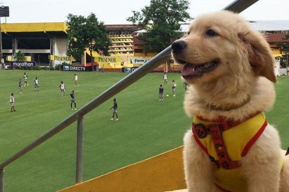 Coloso ya dejo de vivir en el Monumental, ahora tiene una casa con calor de hogar las 24 horas.