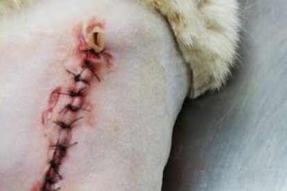 Los veterinarios tuvieron que reconstruir la parte trasera del gatito.