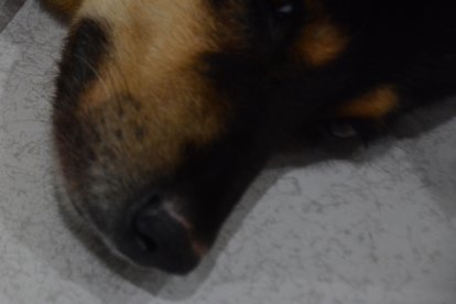 Le colocaron el carné para que la gente que lo vea caminando por el parque sepa que tiene un hogar.