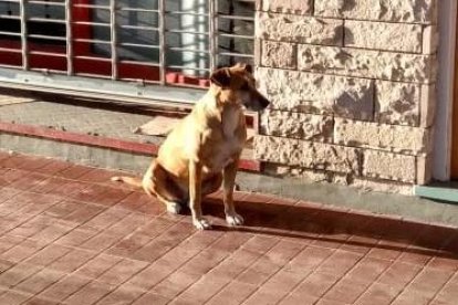 Una imagen de Bianca en la puerta de la casa de su dueña.
