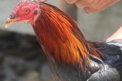 La pelea de gallos es una actividad muy popular en Filipinas y también en varios países de América Latina.