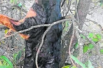 Aparentemente, los afectados son animales que estaban en la calle.