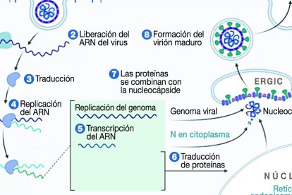 Así se comparta el virus