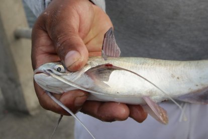 En el brazo de mar se capturan especies como bagres, corvinas y roncadores.

PERIODISTA : MIGUEL PARRAGA 

FECHA : 29/01/2021 

Agencia (ag-extra)