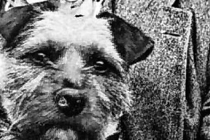 Mantienen su instinto cazador. Su origen se dio en la frontera escocesa.