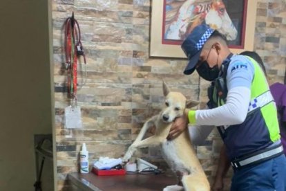 Instante en que la perrita era atendida en la clínica veterinaria.