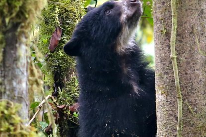 Hace nueve años, el Concejo Metropolitano del DMQ declaró al oso andino como especie emblemática de Quito.