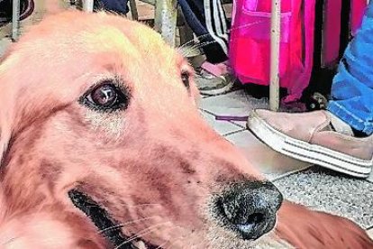 Existen canes que ayudan en terapia física o acompañamiento de pacientes.