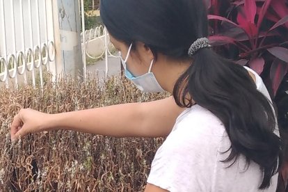 Completamente seca está la planta de Adriana Rivera. A ella le preocupa perder todo su jardín.