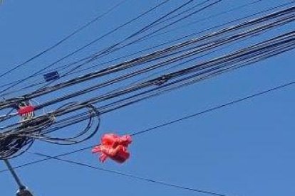 En ese lugar fueron hallados los mininos.