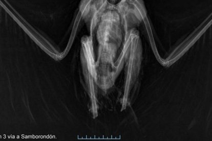 En la radiografía los especialistas constataron que las patas fueron cortadas.