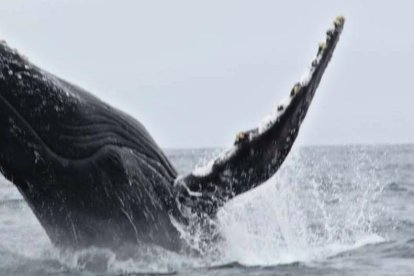 Cada año, ballenas jorobadas arriban a costas ecuatorianas y unas se refugian cerca a Santa Clara.