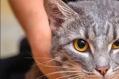 En los gatos, el proceso es similar.