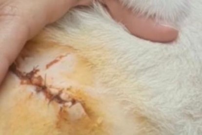 Detalle de la herida de la gata Lucy.