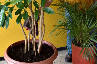 En estas macetas hallaron las presas.