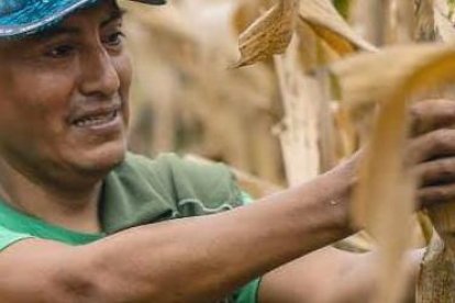 Este alimento sigue siendo el cultivo de mayor tradición en la Península.