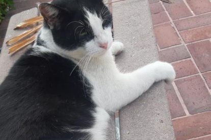 El gatito Oreo descanso en una banqueta.