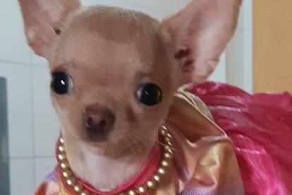 Nitty es buscada por sus dueños. Necesita medicación por su discapacidad.