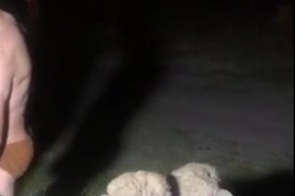 El sospechoso junto a tres borregos supuestamente robados por él.