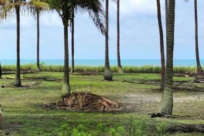 En la isla Portete, en Esmeraldas, es placentero caminar a la sombra de las palmeras.