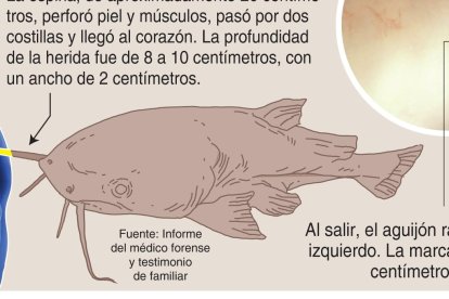 Se cree que la espina medía 20 centímetros.