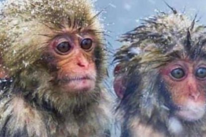 Memes como este circulan por las redes sociales. Con humor se toma el frío de la Perla del Pacífico.