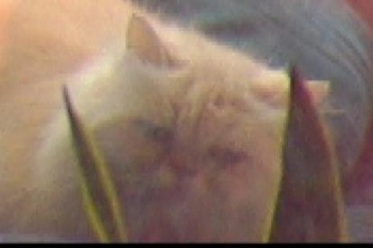 La gata Lady Rubí estaba en el sitio del suceso.