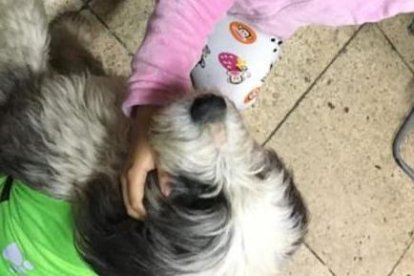 Los niños se han beneficiado del entrenamiento del animalito como parte de terapias.