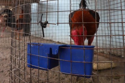 Sus ejemplares suelen ser alimentados por las tardes. Uno a uno les pone maíz y agüita en el portal de su domicilio.