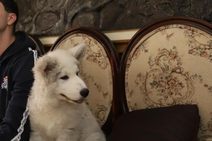 DIEGO A LA FINAL MUNDIAL DE FREESTYLER ... FD: CARLOS KLINGER .. 21-10-2022