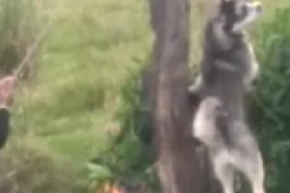 Un familiar registró el acto cruel en un video que se volvió viral en redes sociales.