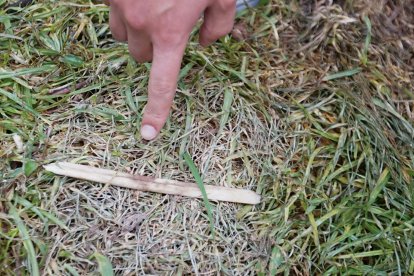 Este es el último hueso que encontraron los ‘perros peritos’.