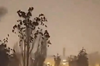 Aves tuvieron un comportamiento extraño antes de que la tierra tiemble.