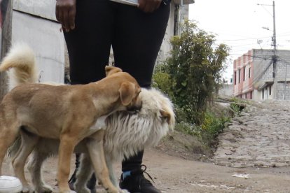 Dos perritos ayudan a la moradora a combatir la inseguridad.
