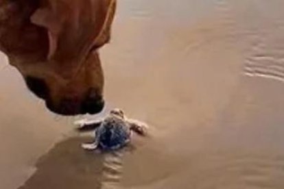 Este cachorro es una amante de las tortugas.