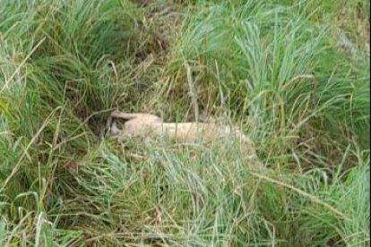 La Flaca, como le decían a la mascota, murió al instante.