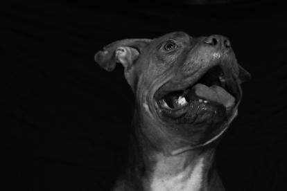 Perro de raza pitbull atacó a un niño, en Quito.