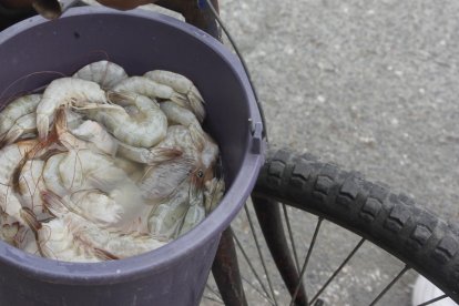 Vendedor de pescado en el suburbio Agencia (Ag-extra)